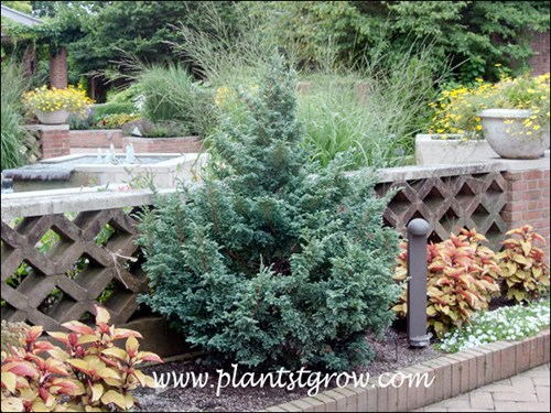 Boulevard Falsecypress (Chamaecyparis pisifera) 
This plant looks nice now, but will probably out grow this area.